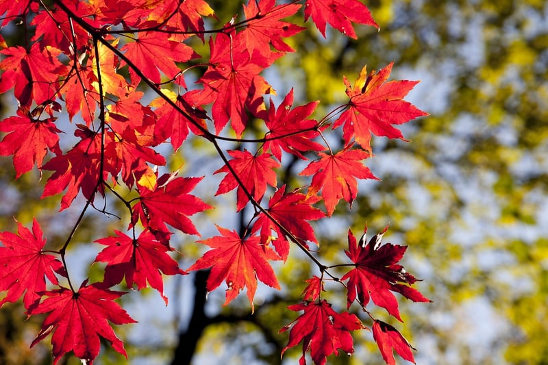 Oak Tree