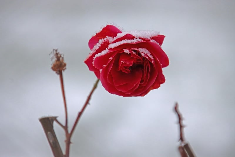 Flowering Plant