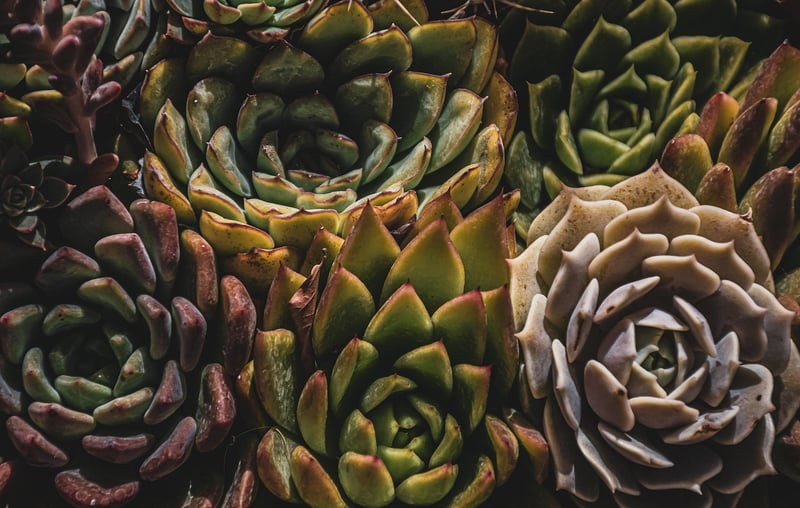 Botanical Garden
