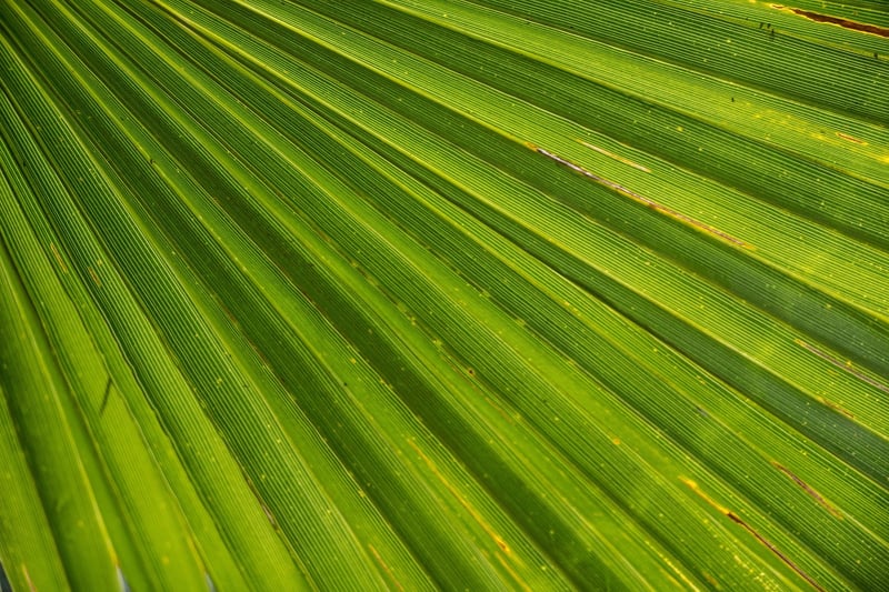 Palm Tree