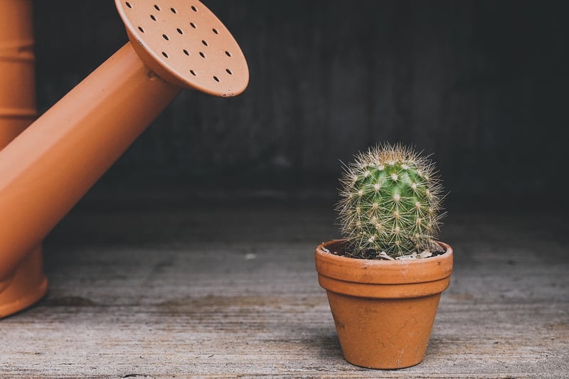 Plants in pots
