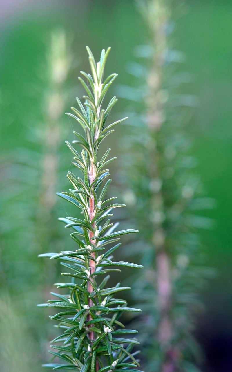 Rosemary Herb