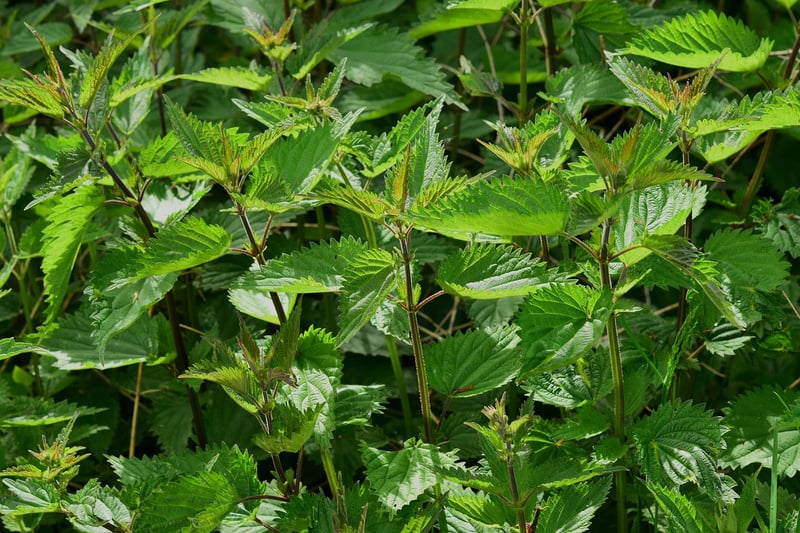 Rue Plant